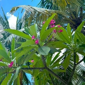 Meet your Posher, Sonia